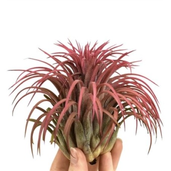 Тилландсия Ionantha Rood Xxxl d10 см h10 см