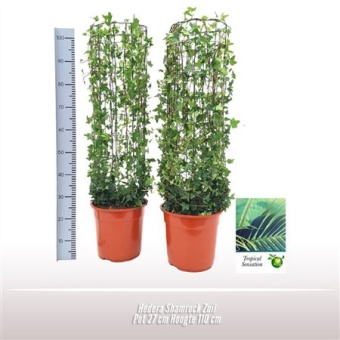 Хедера Shamrock Pillar d27 см h110 см
