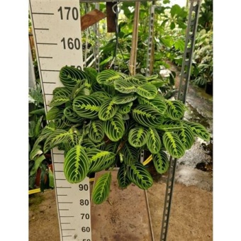 Маранта Fascinator Lemon Lime hangplant d26 см h40 см