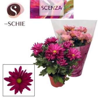 Хризантема Маргарита фиолетовая (scenza) d13 см h25 см