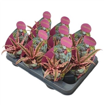 Криптантус Bivittatus Pink Starlight Potcover d10.5 см h12.5 см