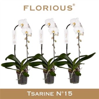 Фаленопсис Cascade 1st White (florious) d15 см h80 см