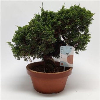 Бонсай можжевельник итоигава d19 см h30 см