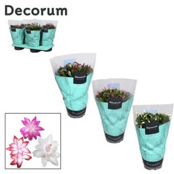 Шлюмбергера (декабрист) Микс (decorum) d17 см h32 см