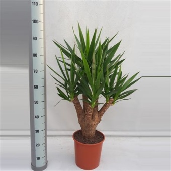 Юкка Branched Arm d24 см 90 см