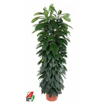 Фикус Циатистипула колонна d29 см h150 см