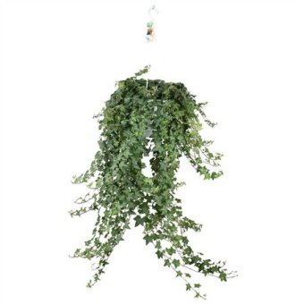 Хедера Pittsburgh Hangpot d24 см h100 см