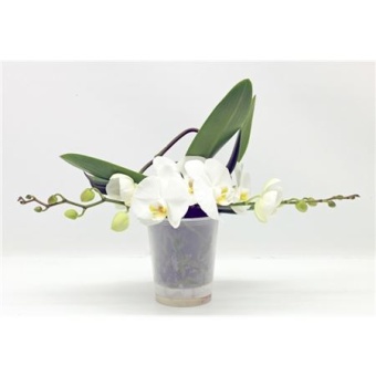 Фаленопсис 2 ствола Table White (phalaenova) d12 см h30 см
