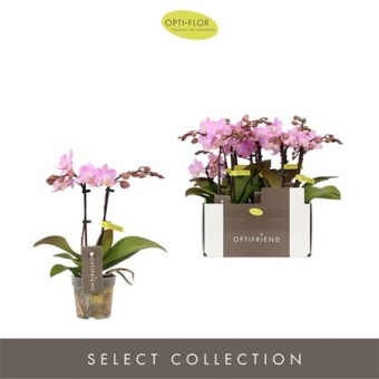 Фаленопсис Mini Pink 2st d7 см h25 см