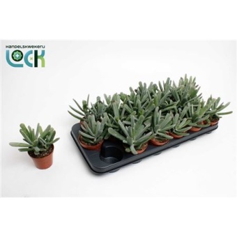 Котиледон суккулент Octopus d8.5 см h15 см
