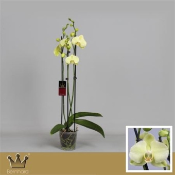 Фаленопсис 3 ствола Royal Yellow 20+ (bernhard) d12 см h60 см