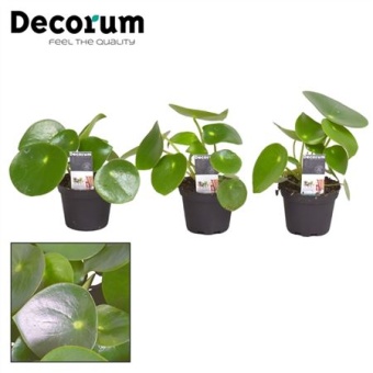 Пеперомия Raindrop (decorum) d7 см h15 см