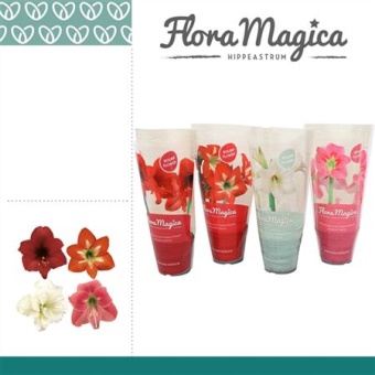Гиппеаструм Kolibri Mix Flora Magica d9 см h15 см