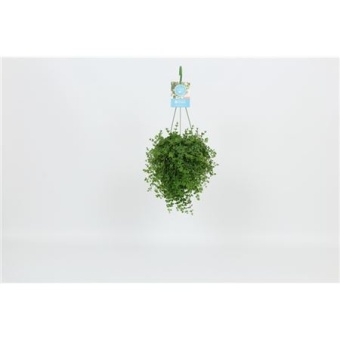 Пеперомия Isabelle hangpot d14 см h30 см