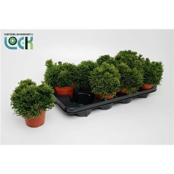 Рипсалис Хатиора Salicorniodes d12 см h15 см