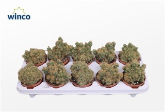 Кактус Цереус Перувианус Монстериус d10.5 см h20 см