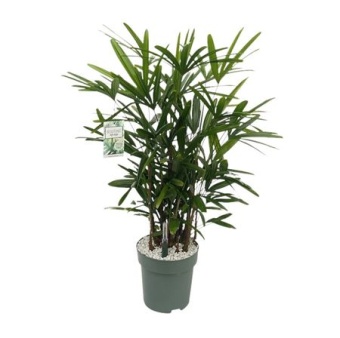 Рапис Excelsa d30 см h140 см