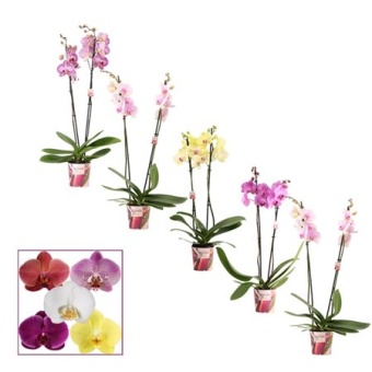 Фаленопсис 2 ствола Bronze/pink (duijn) d12 см h65 см