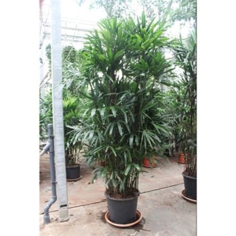 Рапис Excelsa d50 см h240 см