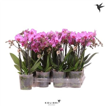 Фаленопсис 2 ствола Violet Label (ok) d9 см h40 см