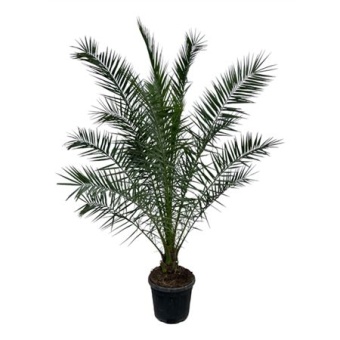 Финик канарский d45 см h300 см