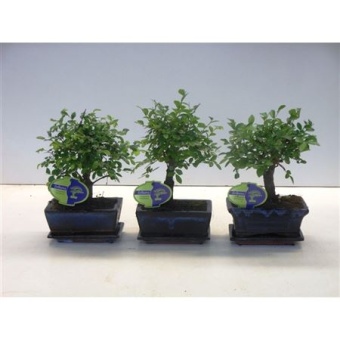Бонсай Зельква Parvifolia d15 см h25 см тип 1