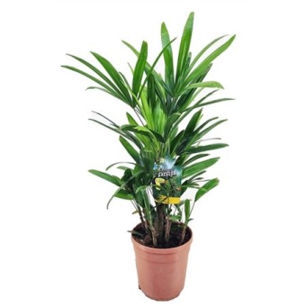 Рапис Excelsa d21 см h70 см