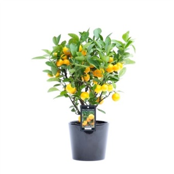 Цитрус Каламондин In Ceramic Black Roma d16 см h45 см