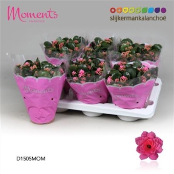 Каланхоэ Calandiva Moments розовый d15 см h26 см