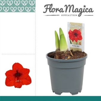 Гиппеаструм Royal Red 2 ствола d13 см h25 см