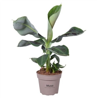 Банан Oriental Dwarf d15 см h55 см