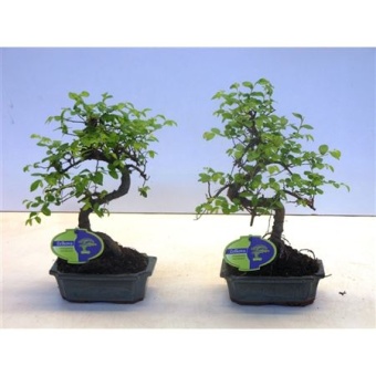 Бонсай Зельква Parvifolia d15 см h30 см тип 1