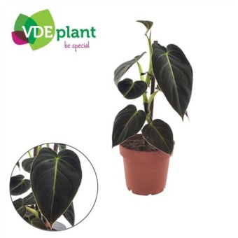 Филодендрон Melanochrysum d12 см h25 см