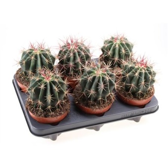 Ферокактус Stainesii d12 см h15 см тип 2