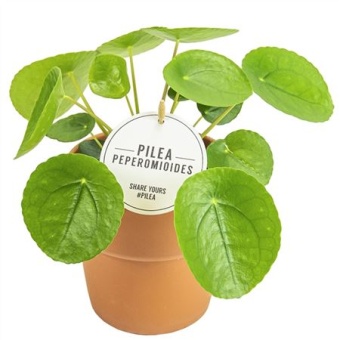 Пилея пеперомевидная Terracotta Oranje d15 см h25 см