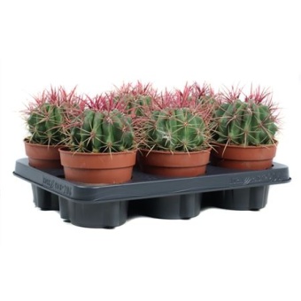 Ферокактус Stainesii d12 см h20 см