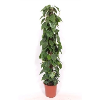 Филодендрон Сканденс Pyramid d27 см h150 см тип 1