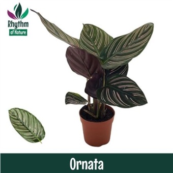 Калатея Орната d7 см h15 см