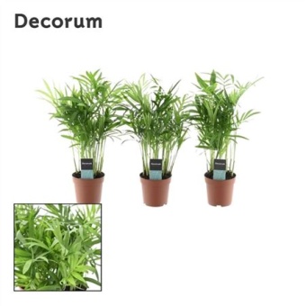 Хамедорея Элеганс (decorum) d7 см h25 см