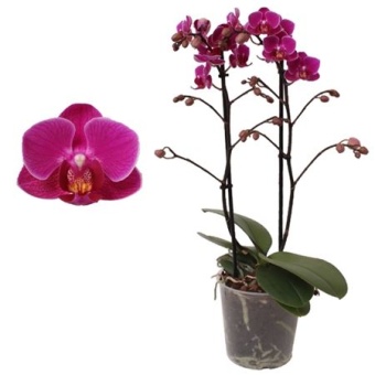 Фаленопсис Multi 2st Purple (pannekoek) d12 см h39 см