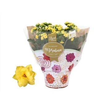 Каланхоэ Rosalina Don Amarillo желтый d15 см h27.5 см