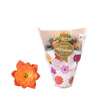 Каланхоэ Rosalina Don Pedro Orange d7 см h15 см
