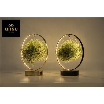 Тилландсия Led Edition d11 см h23 см