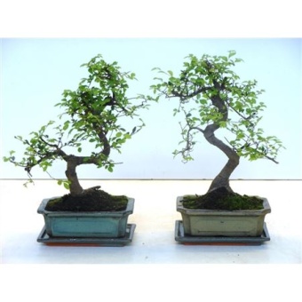 Бонсай Зельква Parvifolia d20 см h35 см тип 1