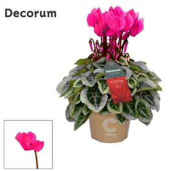 Цикламен Pink Cozy d11 см h22.5 см