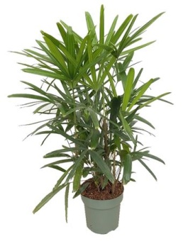 Рапис Excelsa d24 см h80 см