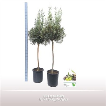 Олива европейская d40 см h220 см тип 2