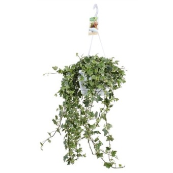 Хедера хеликс Eva Hangpot d17 см h100 см