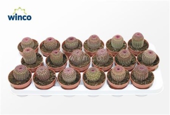 Эхиноцереус Rubrispinus d8.5 см h15 см