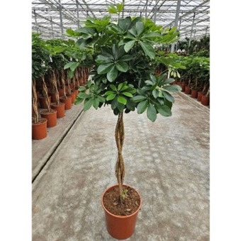 Шеффлера Компакта косичка d30 см h150 см